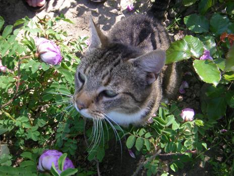 ‘Pori’ mit Katze