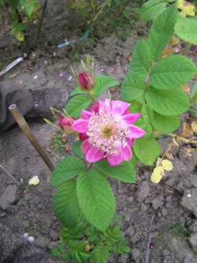 ‘Kira’, Schuh und Katze