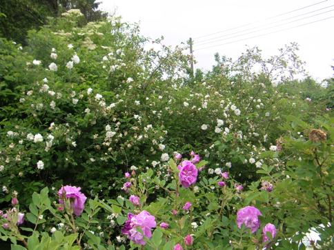 “Wasagaming, falsch” mit Spinosissima