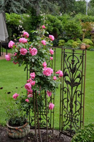 Drillingsstamm ‘Leonardo da Vinci’ mit Gartenaccessoires