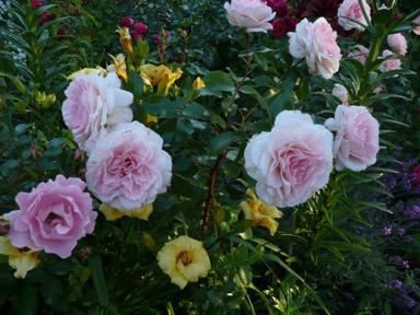 Rosen und Taglilien