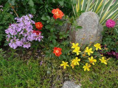 Rosen und Stauden