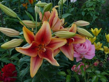 Rosen und Lilien