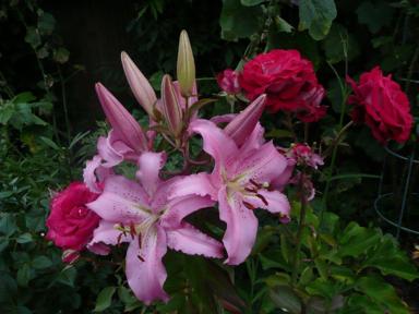 Rosen und Lilien
