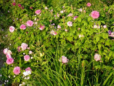“Reine des Violettes, helle var” mit Gräsern und Stauden