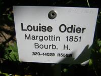‘Louise Odier’, Sortenschild