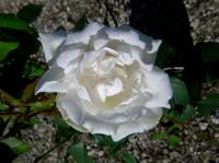‘Madame Alfred Carriere’