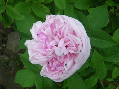 ‘Madame Edouard Ory’