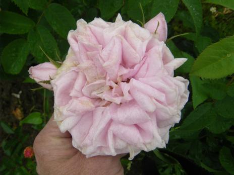 ‘Madame Edouard Ory’