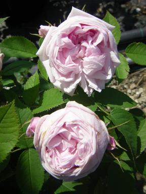 ‘Madame Edouard Ory’