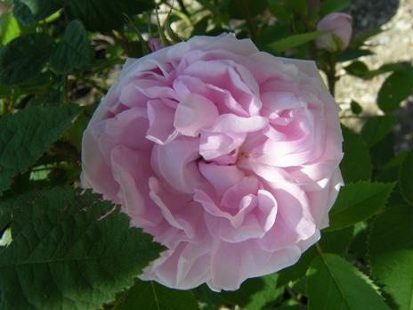 ‘Madame Edouard Ory’