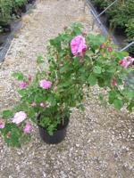 ‘Madame Lauriol de Barny’, Rose im Container