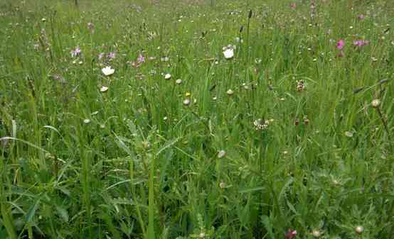 Wiese