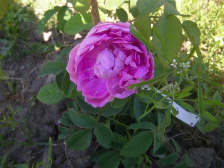 ‘Marie de Blois’