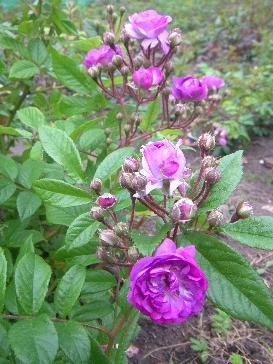 ‘Rose-Marie Viaud’, Blüten und Laub