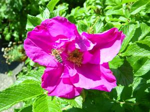 ‘Moje Hammarberg’, Blüte