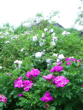 ‘Moje Hammarberg’