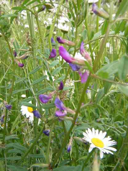 Wiese Juni 2019