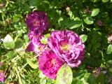 Rosa gallica ‘Officinalis’ x ‘Etoile de Hollande’