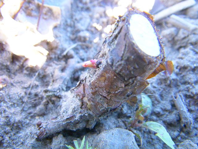 erster Austrieb aus einer Veredelung