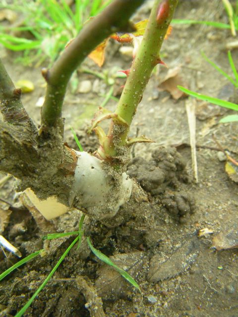 vorzeitiger Austrieb einer veredelten Rose