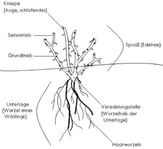Handskizze zum Rosenseminar Rosen veredeln