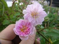 ‘Paul’s Himalayan Musk’, Blüten