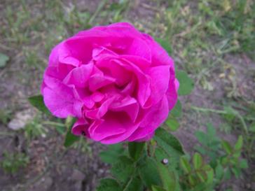 ‘Pélisson’