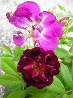 ‘Perennial Blue’