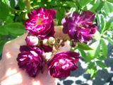 ‘Perennial Blue’