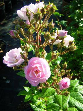 ‘Perennial Blush’