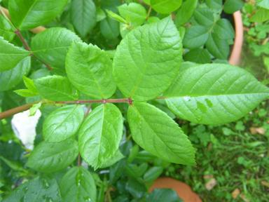 ‘Perennial Blush’