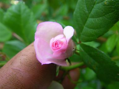 ‘Perennial Blush’