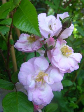 ‘Perennial Blush’