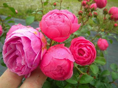 ‘Pomponella’