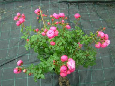 ‘Pomponella’