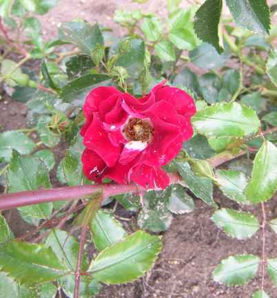‘Rambling Rosie’