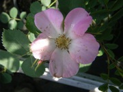 Rosa californica f. nana, Blüte
