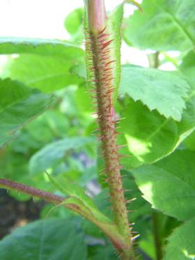 Rosa centifolia ‘Muscosa’