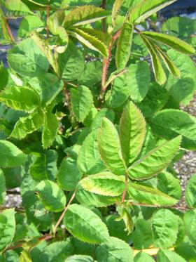 Rosa centifolia ‘Muscosa’