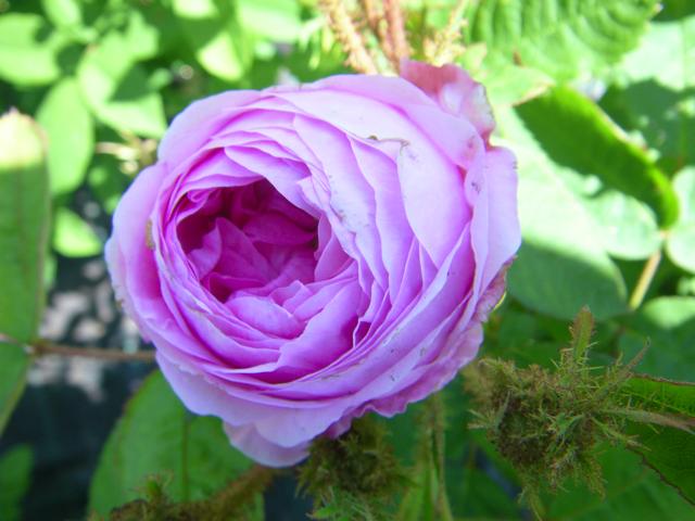 Rosa centifolia ‘Muscosa’