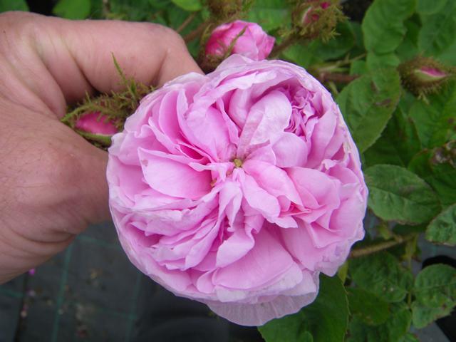 Rosa centifolia ‘Muscosa’