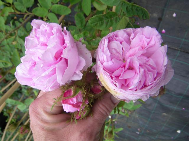 Rosa centifolia ‘Muscosa’