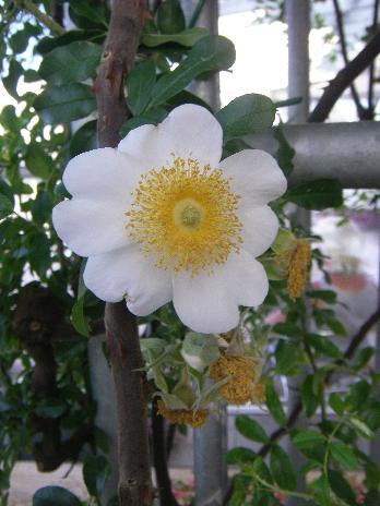 Rosa clinophylla THORY x Rosa bracteata WENDL