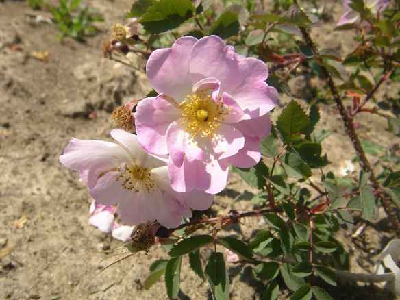 Rosa glauca “Nova”