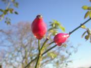 Rosa micrantha, Frucht