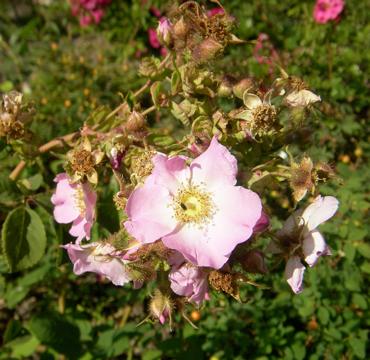 Rosa multibracteata, Blüte, Knospen
