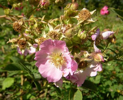 Rosa multibracteata, Blüten, verblühend, Knospen