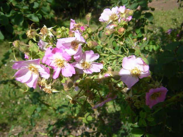 Rosa multibracteata, Blüten