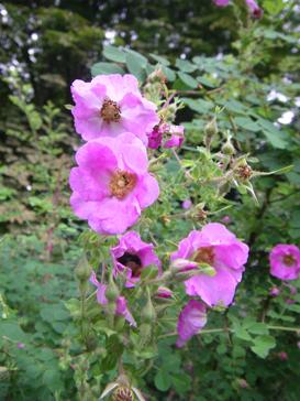 Rosa multibracteata, Blütenbüschel